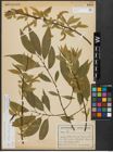 Foto von Salix alba L. x Salix fragilis L.